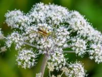 Gerandete Jagdspinne